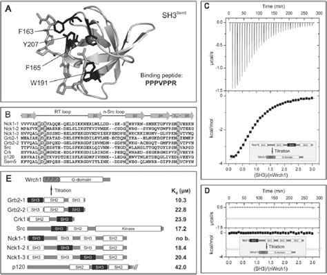 Structure Sequence And Functional Relationship Between Sh3