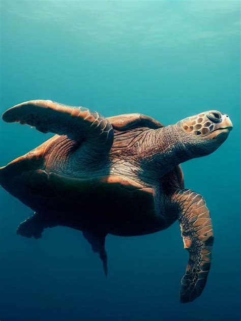 10 Fun Facts About Turtles | Pets Nurturing