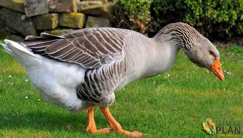 Toulouse Goose Information About The Breed Farming Plan Geese