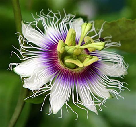 Passiflora Edulis Tango Tango Passionflower Maracuy Quinta Dos