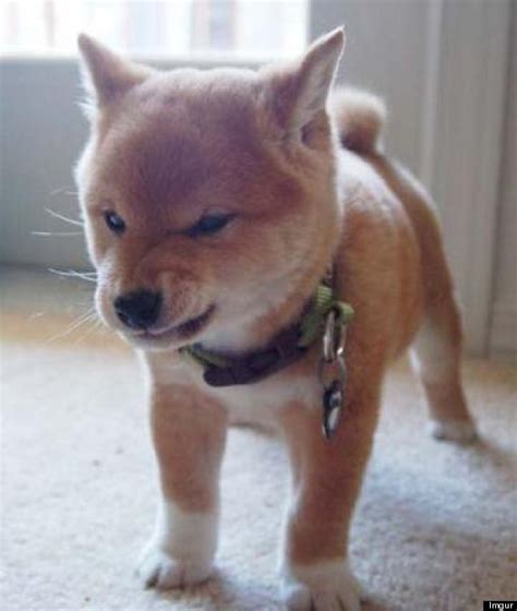 10 Angry Animals You Don't Want To F*** With (PHOTOS) | HuffPost