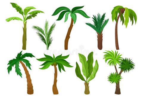 Sistema Plano Del Vector De Diferentes Tipos De Palmeras Plantas Con