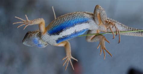 Blue Belly Lizard Pictures Az Animals