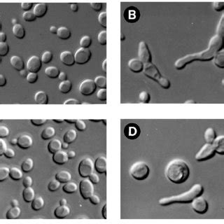 Budding Yeast