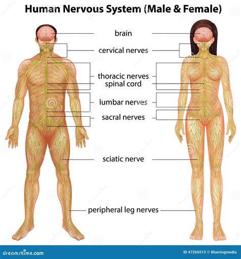 Human Nervous System Stock Vector Illustration Of Cervical 47266513