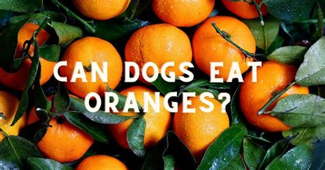 Can Dogs Eat Oranges And Peel Everything You Need To Know