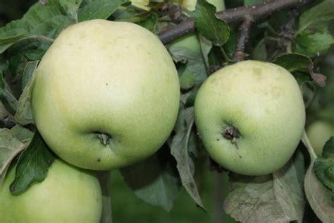 Яблоня Антоновка обыкновенная - купить с доставкой по выгодным ценам в ...