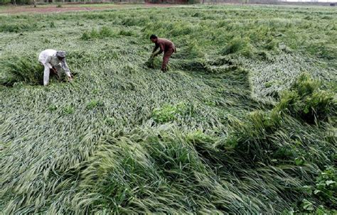 Horticulturists In Punjab Demand Three Fold Compensation For Rain Damage