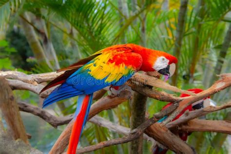 Cute Parrot Resting On A Branch Stock Image Image Of Watching Tree