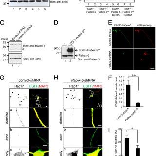 Rabex Is Required For The Dendritic Localization Of Rab In