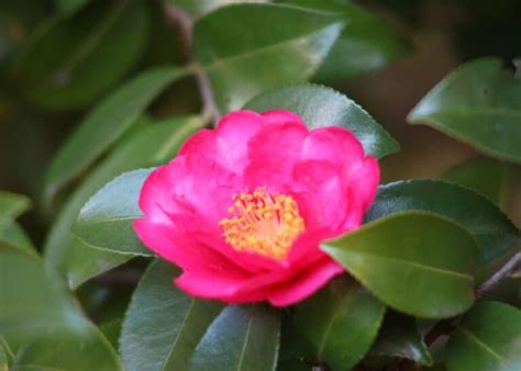 14 small evergreen flowering shrubs ???? ???? Year-round garden gems