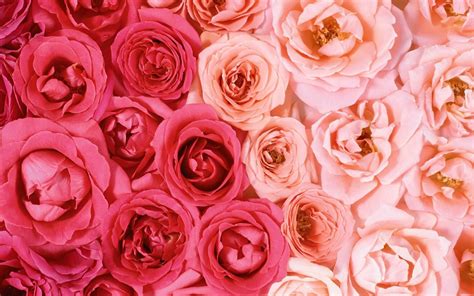 Aesthetic Roses Laptop Wallpapers - Wallpaper Cave