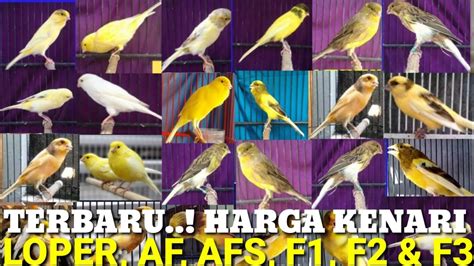 UPDATE TERBARU HARGA KENARI LOPER AF AFS F1 F2 DAN F3 YouTube