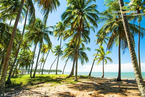 Imagem da Praia de Barreiras do Boqueirão e repleto de coqueiros nas