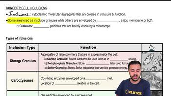 Cell Inclusions | Channels for Pearson+