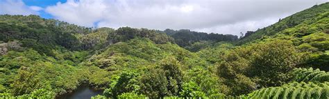 Zealandia Wildlife Sanctuary Walk: 88 Reviews, Map - Wellington, New ...