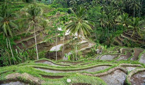 Wat Te Doen In Ubud De Leukste Tips