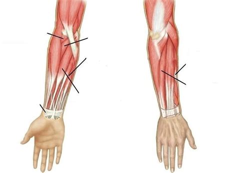 Muscles Of The Elbow And Wrist Diagram Quizlet