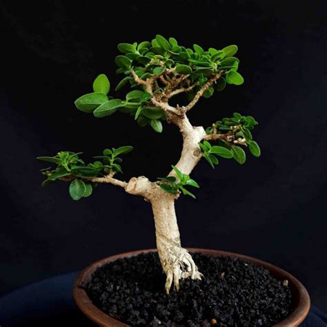 Jual Bonsai Pohon Sancang Mame Mini Pot Keramik Unik Shopee Indonesia