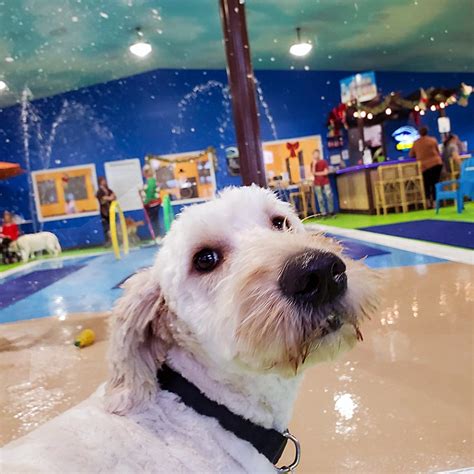 Sioux Falls Epoxy Flooring - Indoor Dog Park - V8 High Performance Floors