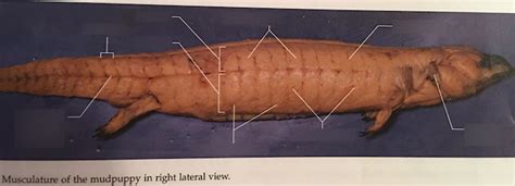 Mudpuppy Musculature (Lateral View) Diagram | Quizlet