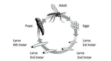 Gnat Life Cycle