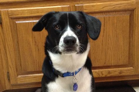 Border collie lab mix Scout | Border collie lab mix, Border collie, Collie