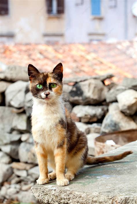 Fondo Gato Con Ojos Verdes Amoroso Bozal Orejas Foto E Imagen Para