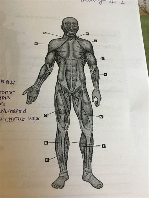 Anterior Muscles Diagram Quizlet