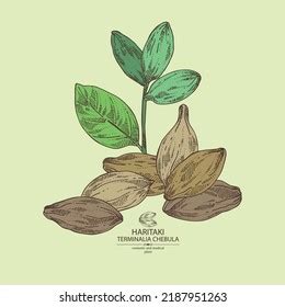 Background Terminalia Chebula Terminalia Chebula Plant Stock Vector ...