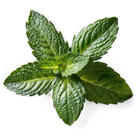 Download Mint Leaves Png 79