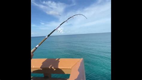 200lb Tarpon Hooked Off Juno Pier While Snook Fishing Youtube