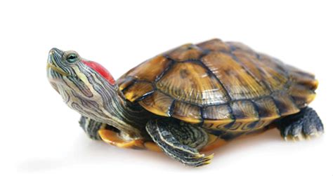 The Red Eared Slider Care Guide Creature Companions Magazine