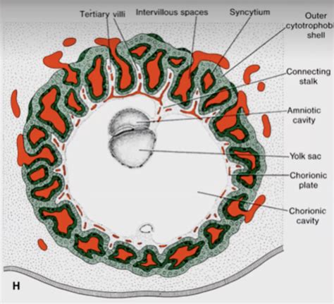 Embryology Flashcards Quizlet