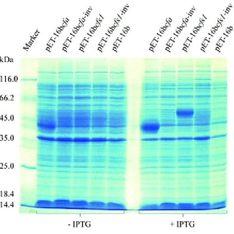 Sds Page Gel Of Protein Extracts From E Coli Bl De Cells