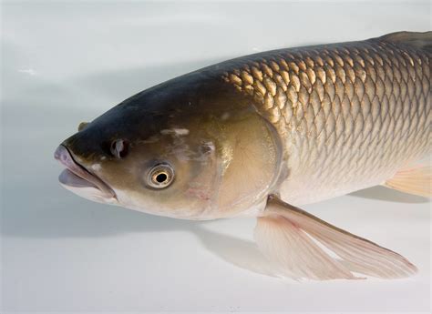 Adult Grass Carp Underwater Image Of An Adult Grass Carp … Flickr