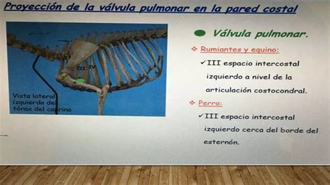 Sistema Cardiovascular Anatomia Topografica Ppt