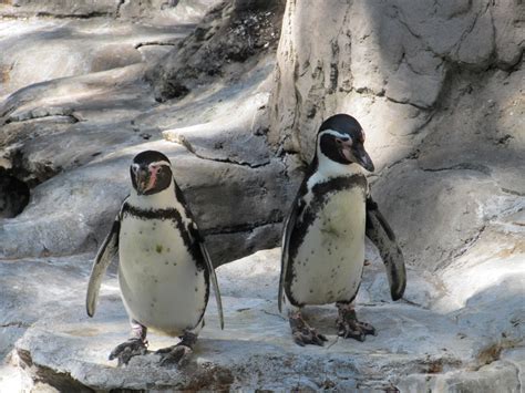pair  penguins  stock photo public domain pictures