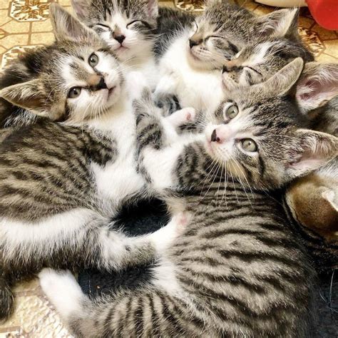 Four Kittens Playing Together On The Floor