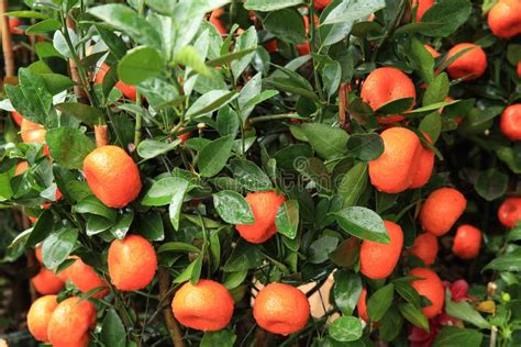 Mandarin Fruits For Chinese New Year Stock Photo Image Of Tree