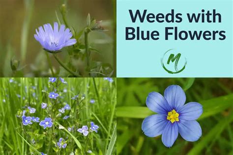 13 Weeds With Blue Flowers Identification And Control 54 OFF