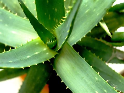 La Differenza Tra Agave E Aloe Come Distinguerle Innaturale