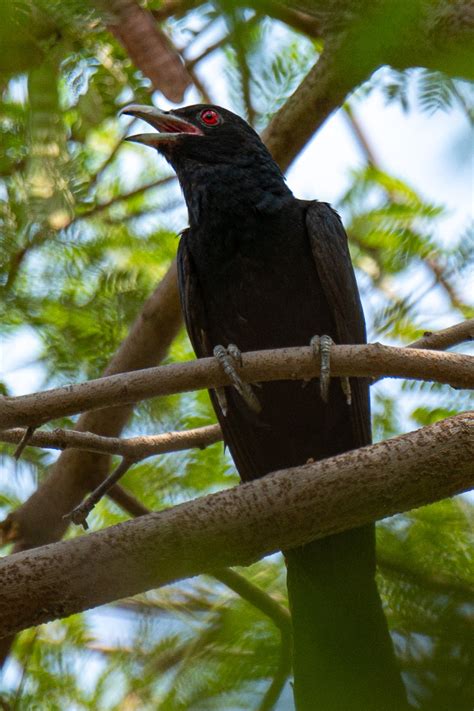 Asian Koel Wildlife Of Goodearth Malhar Bangalore Biodiversity All