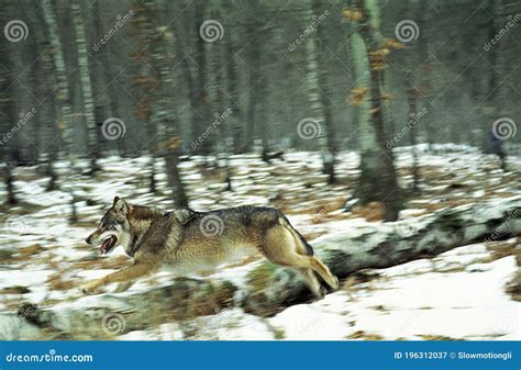 European Wolf Canis Lupus Adult Running On Snow Stock Image Image