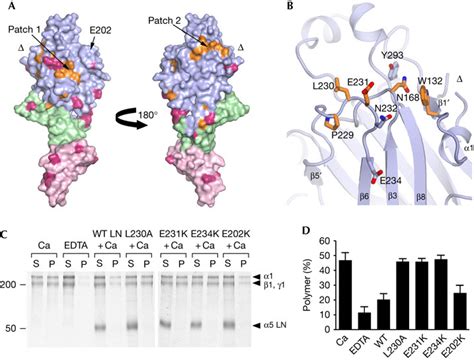 Functionally Important Residues In Laminin α5lnlea12 A Two Views