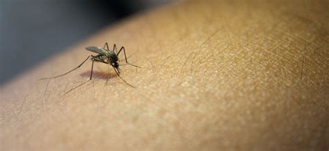 dos criadouros  mosquito da dengue estao em depositos de agua