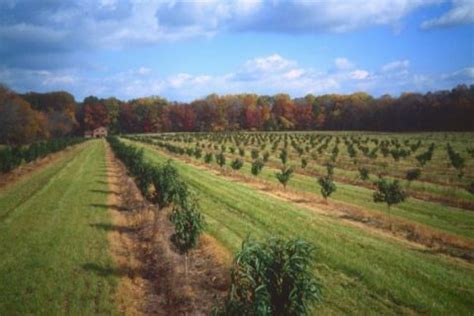 History | Solebury Orchards