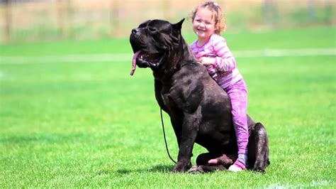 Os Maiores Cachorros Do Mundo Curta Mais Goi Nia