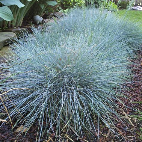 Elijah Blue Fescue Ken Matthews Garden Center