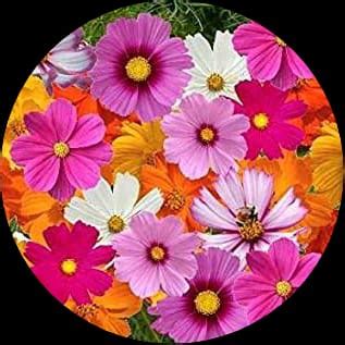 Cosmos Flower Seeds - Vibrant Blooms for Your Garden